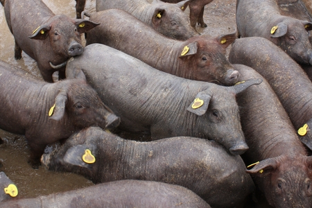 Des porcs ibériques dans une ferme