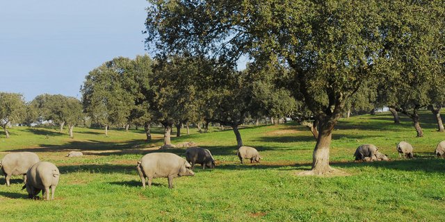Porcs ibériques pata negra dans une dehesa