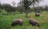 Pâturage dans une dehesa de Jabugo