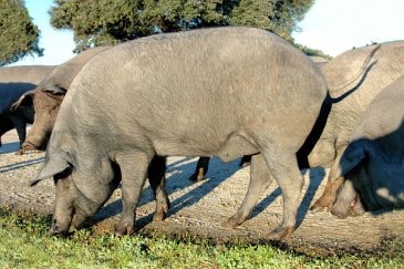 Porc ibérique (Retinto)